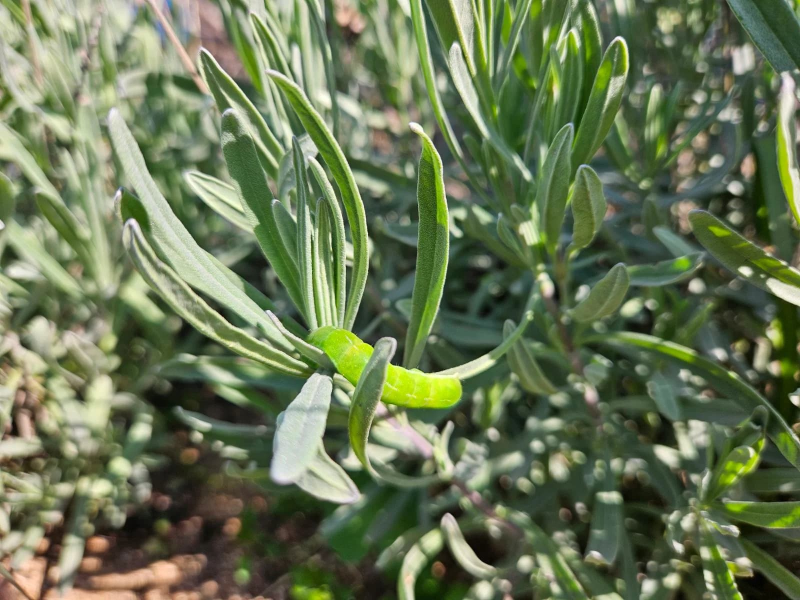 Fundamentals of biodynamic agriculture and transplanting of aromatic herbs